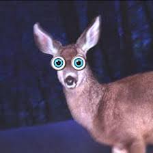 Deer