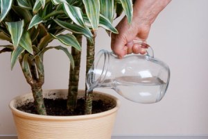 watering houseplant