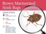 stink-bug-pest-id-card_front