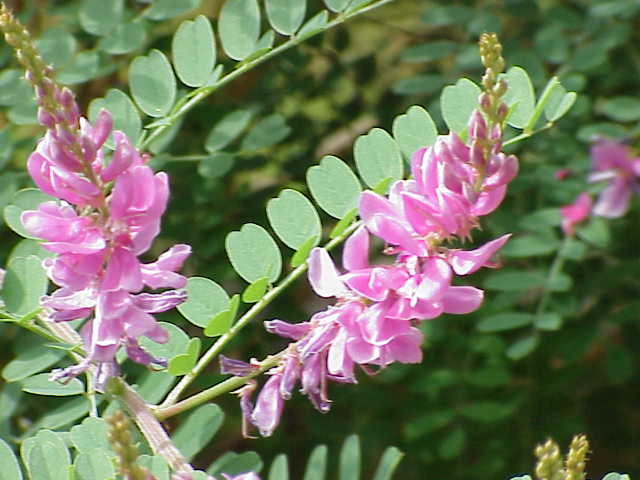 Indigofera_tinctoria with flowers
