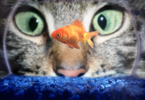 ca. 1990s --- Cat Staring at Goldfish --- Image by © Aaron Horowitz/CORBIS