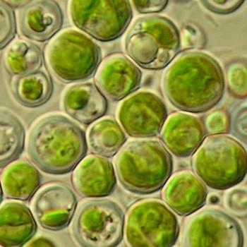 chlorella_vulgaris