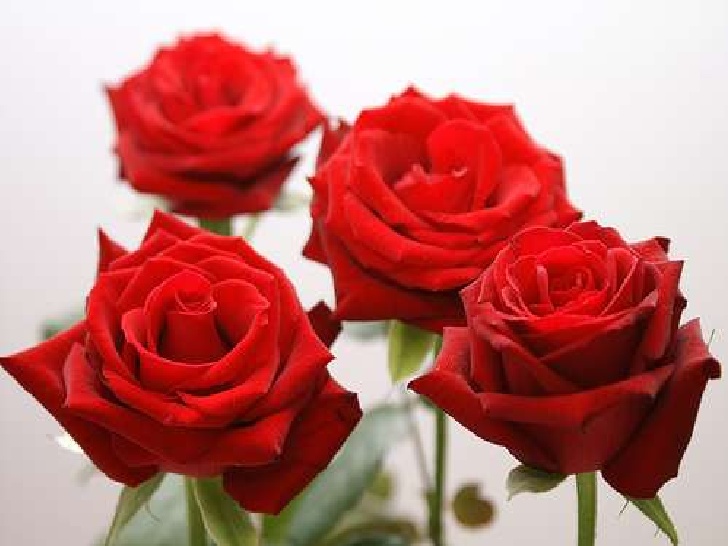 Book Review:  Rodgers and Hammerstein:  Getting To Know&nbsp;Them