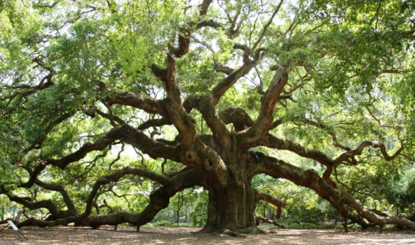 southern oak