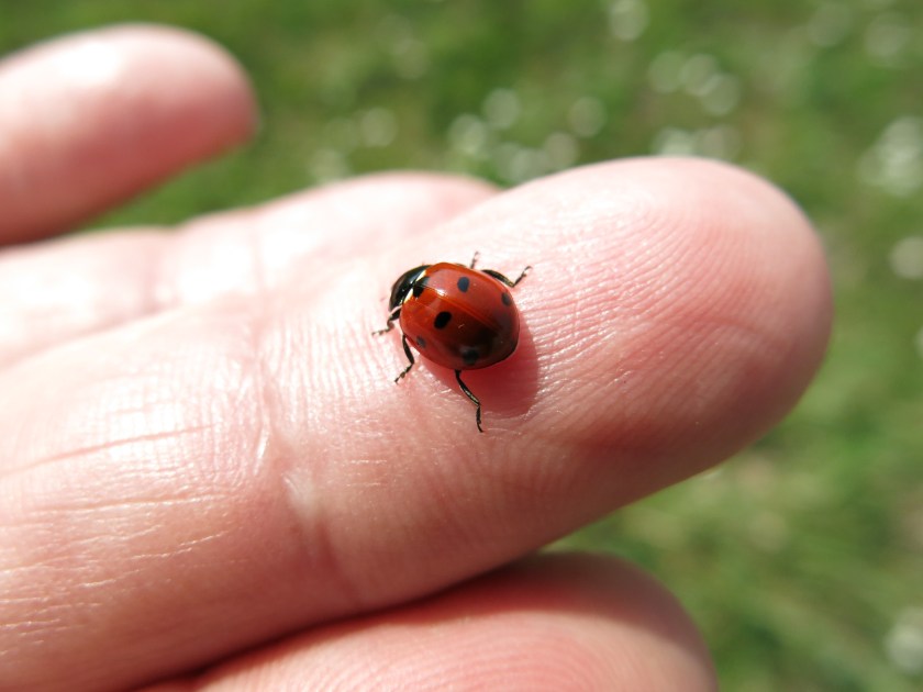 Ladybug_on_a_finger_(16232160426).jpg