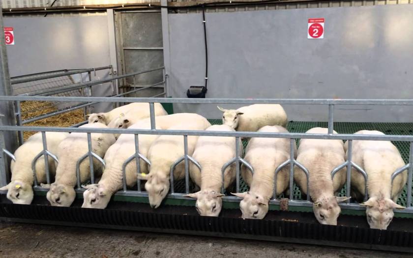 sheep feeding belt_02 larger cropped