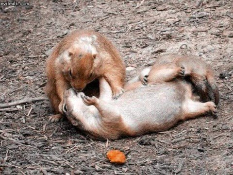 squirrel mouth to mouth