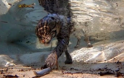 cat under water cropped reversed