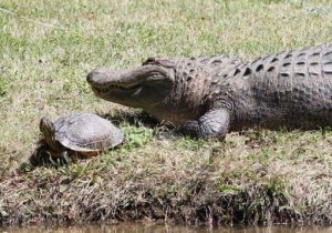 Alligators-and-Turtles-11 cropped