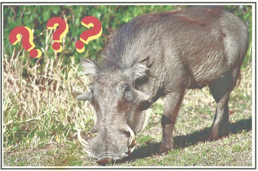 Boar (2)