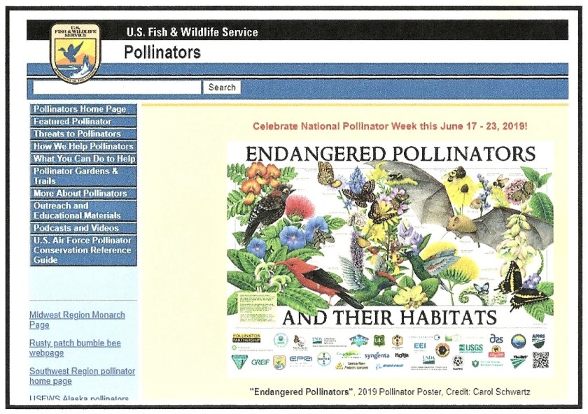 Pollinators week (2)