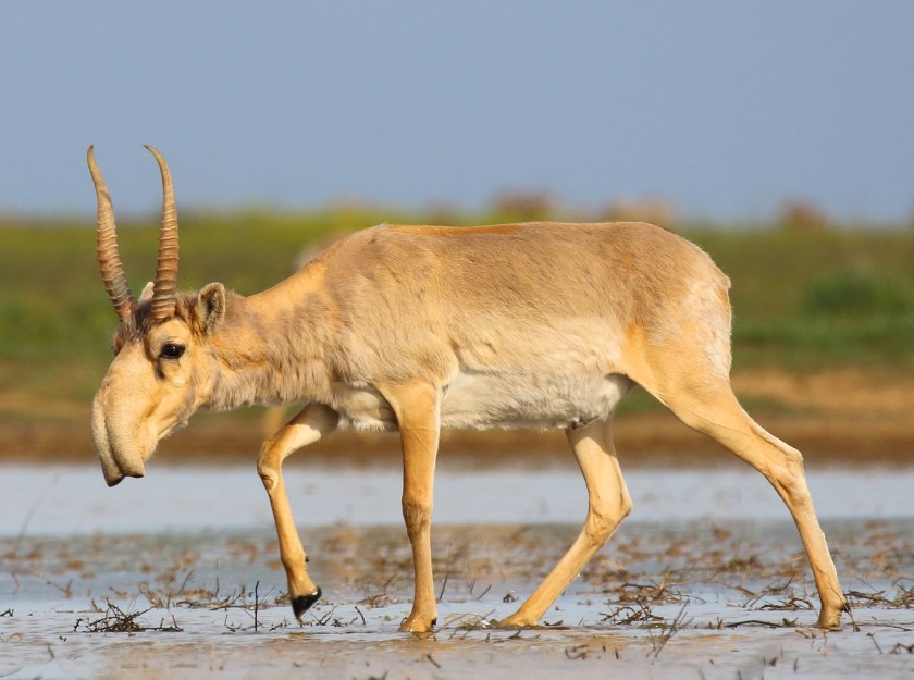 Saiga_antelope_at_the_Stepnoi_Sanctuary cropped.jpg