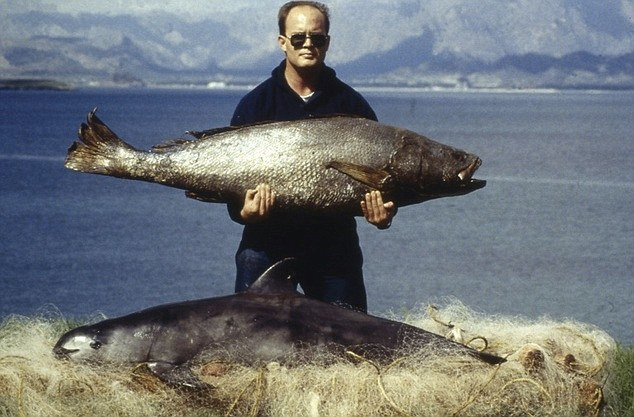 vaquita- and totoaba
