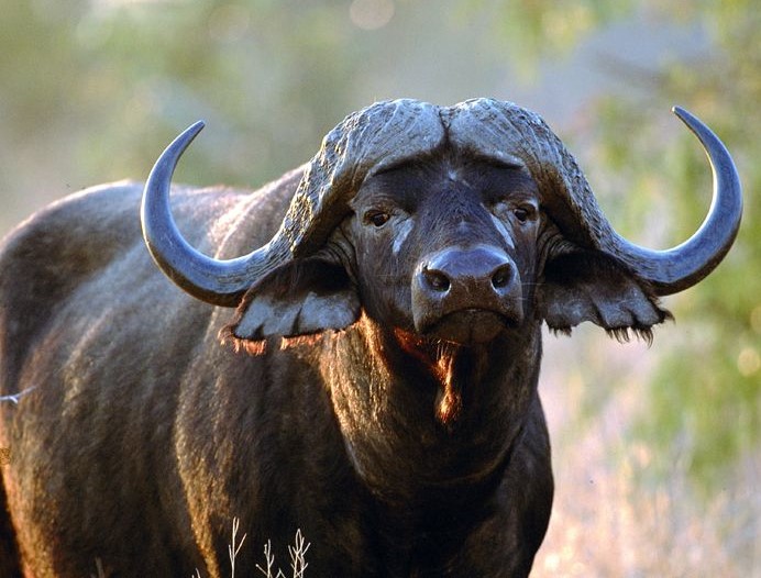 water buffalo cropped
