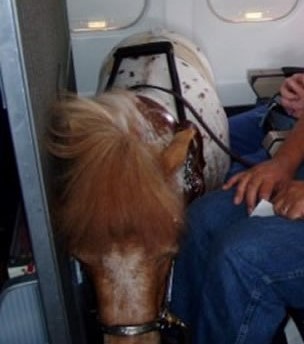 horse on plane better cropped cropped