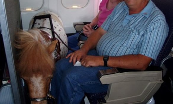 horse on plane better cropped