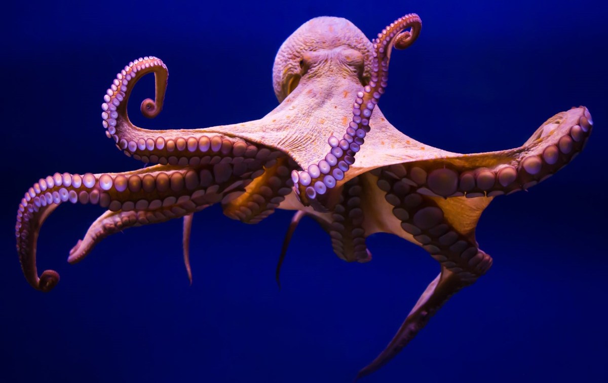 She Just Wanted Some Face Time With&nbsp;An…