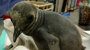 penguin baby
