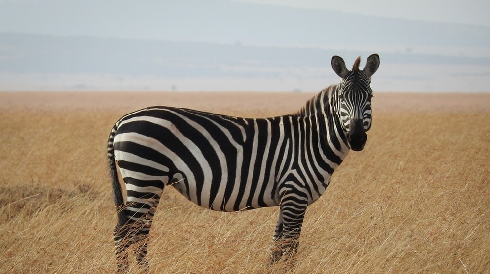 Zebras Are Black And White – But Our World&nbsp;Isn’t