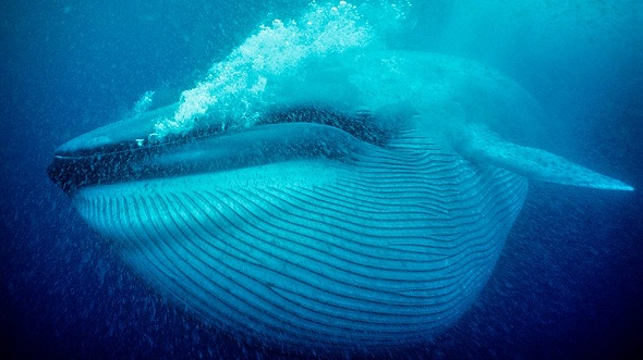 blue whale mouth extended smaller
