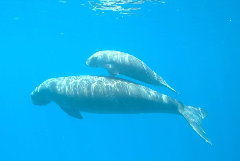 dugongs cropped