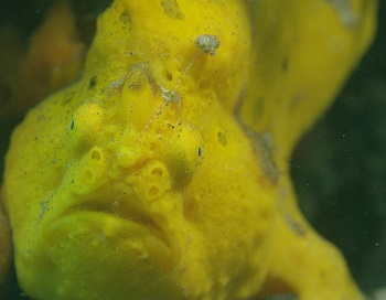 longlure_01 Cropped Smaller