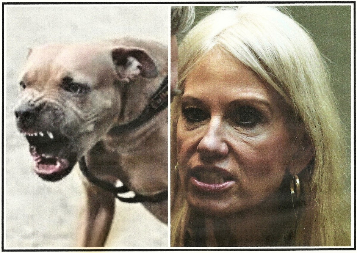 What Do Kellyanne Conway And This Vicious, Nasty Pit Bull Have In&nbsp;Common?