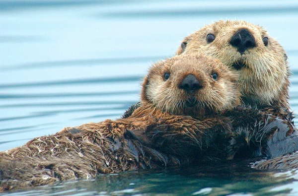 Sea-otter cropped smaller