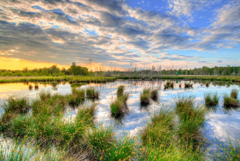 wetlands_01.jpg
