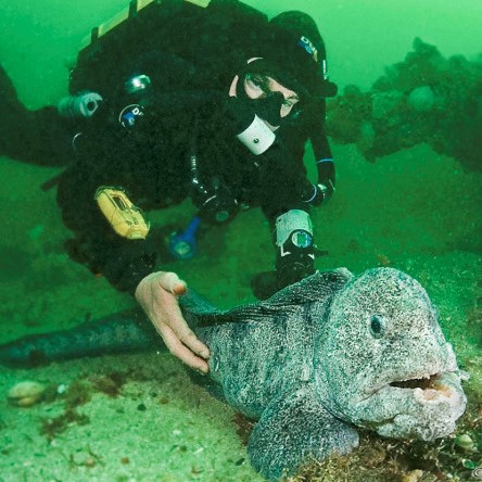 wolf eel and diver cropped