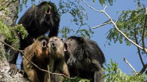 howlermonkeys