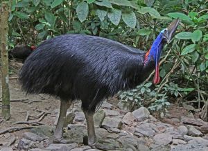 cassowary_jcb