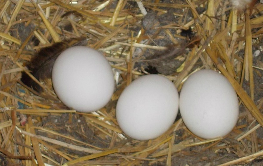 eggs