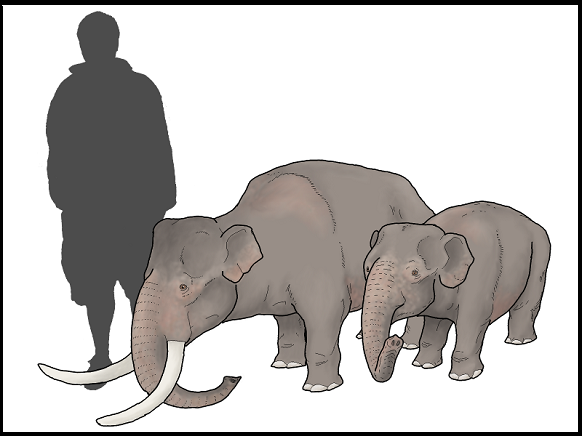 dwarf smaller border