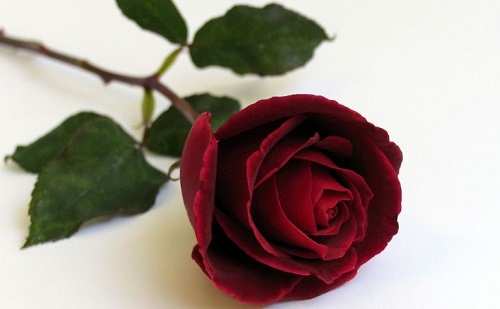 Book Review:  An OK Book About A Fascinating&nbsp;Subject