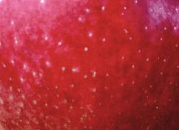 apple_01 cropped larger