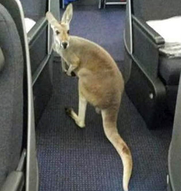 kangaroo cropped