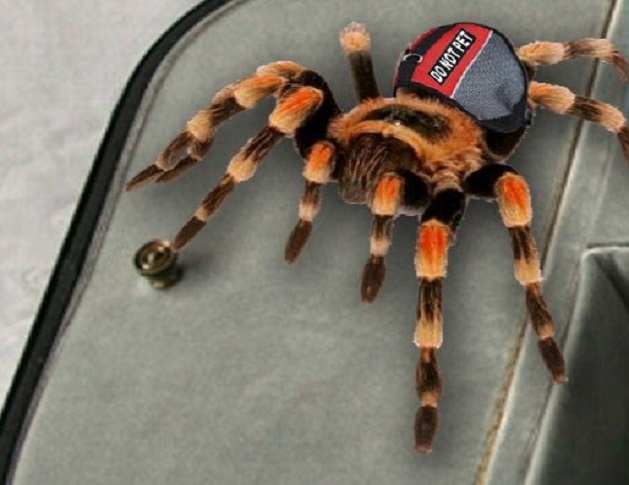 Spider cropped larger