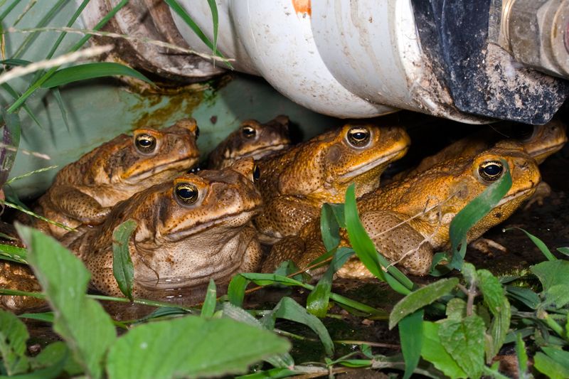 toads multiple
