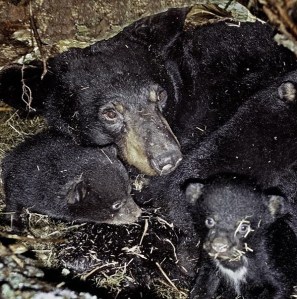 black_03 cropped cropped