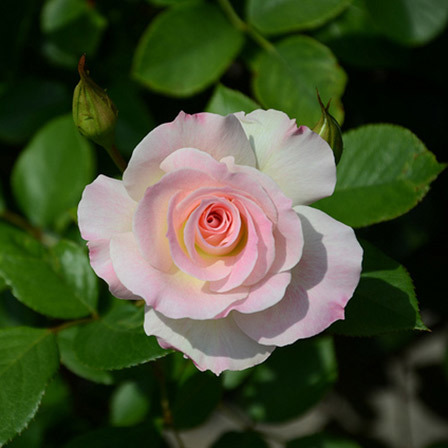 american-beauty-rose-flower