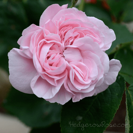 fantin-latour-rose smaller