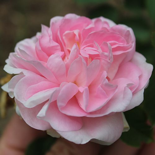 maiden_s_blush_1_-_500p