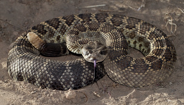 southern pacific smaller