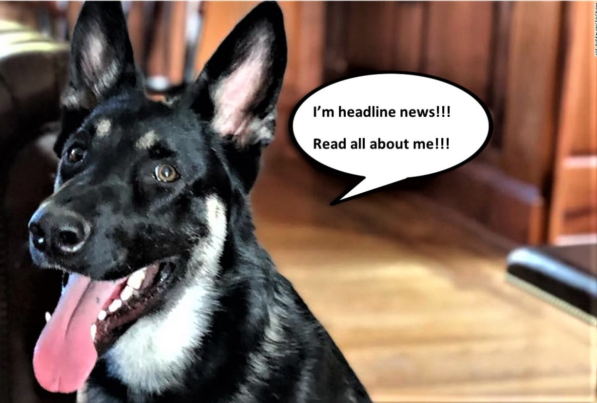 “Dog Days” Take On A New&nbsp;Meaning!