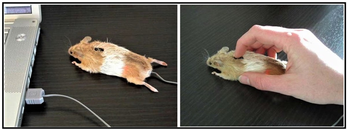 Query To Amazon:&nbsp; Is The Mouse&nbsp;Included?