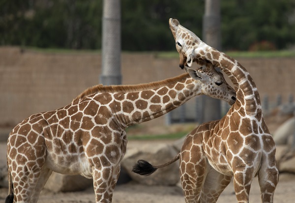 Now, This Is One Happy Little&nbsp;Giraffe: